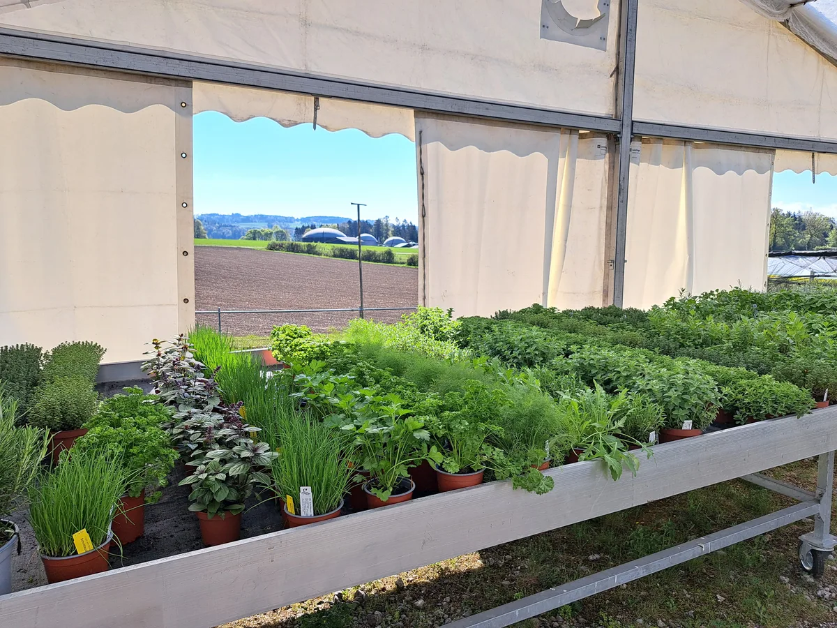 Kräuter sind ein weiteres Standbein. Ein Teil wird vor Ort produziert, ein anderer von Produzenten in der Region bezogen. Man sieht den Strickhof in Lindau.